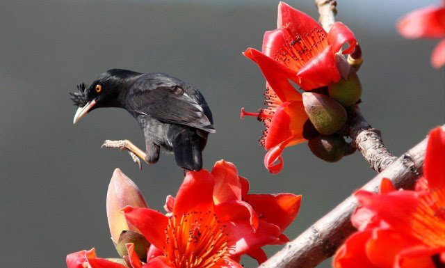 আজ পহেলা ফাল্গুন ১৪২৪