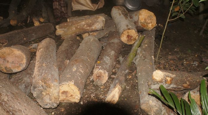 চরফ্যাশনে দশ হাজার টাকায় মিলছে বন বিভাগের কেওড়া কাঠ