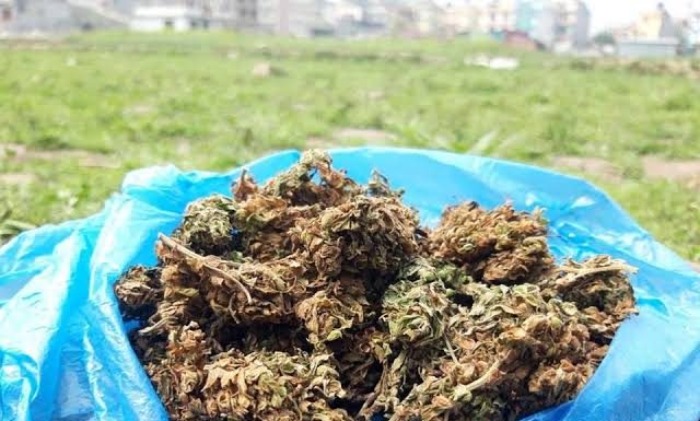 গাঁজা টানার চাকরি, মাসে বেতন আড়াই লাখের বেশি