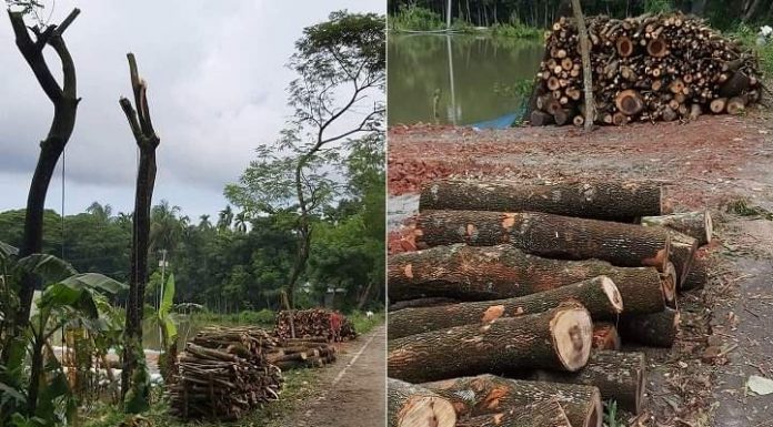 ভোলায় সাধারণ মানুষের গাছের ওপর বনবিভাগের লোলুপদৃষ্টি ॥ উচ্চ আদালতের নির্দেশ উপেক্ষিত