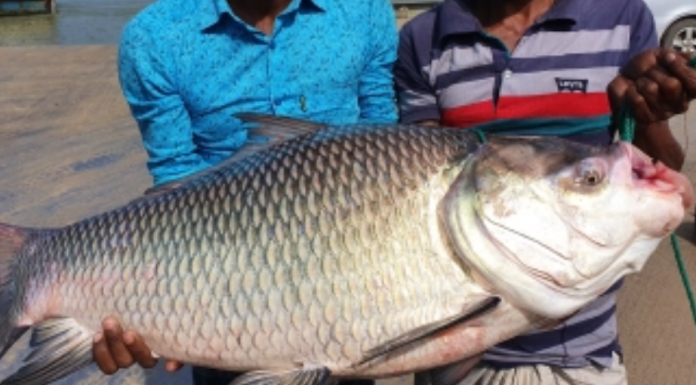 পদ্মায় ধরা পড়ল ১৫ কেজির কাতলা