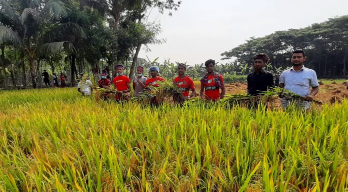 ভোলায় দরিদ্র কৃষকের ধান কেটে দিলো ছাত্রলীগ