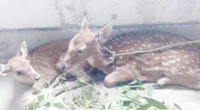 জলোচ্ছ্বাসে লোকালয়ে ভেসে এলো হরিণ শাবক