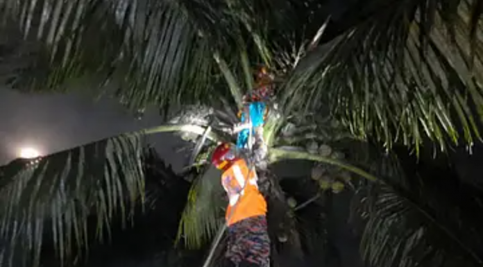 নারকেলগাছের মাথায় নারীকে উঠালো জ্বিন, উদ্ধার করল ফায়ার সার্ভিস