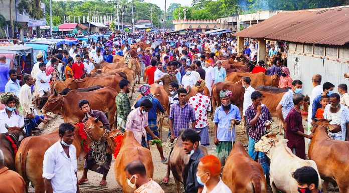 ভোলায় শেষ মুহুর্তের পশুরহাট,নেই স্বাস্থ্যবিধির বালাই,প্রশাসন চুপ