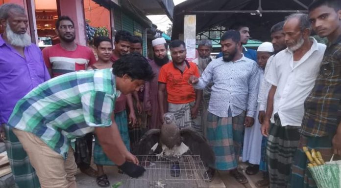 ভোলায় উদ্ধার হওয়া ঈগল অবমুক্ত