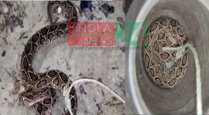 ভোলায় রান্নাঘর থেকে চন্দ্রবোড়া উদ্ধার