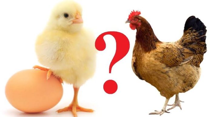 অবশেষ উত্তর মিলল মুরগি আগে না ডিম আগে রহস্যের