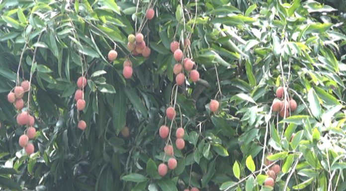 ভোলার গাছে গাছে ঝুলছে লিচু,ভালো দামে খুশি বাগানী মালিকরা