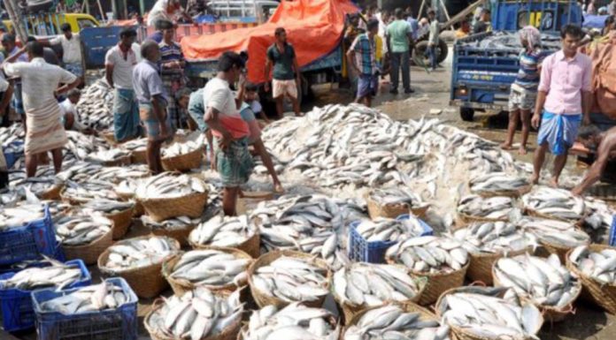 পশ্চিমবঙ্গে ইলিশের জোগান কম, ভরসা বাংলাদেশ